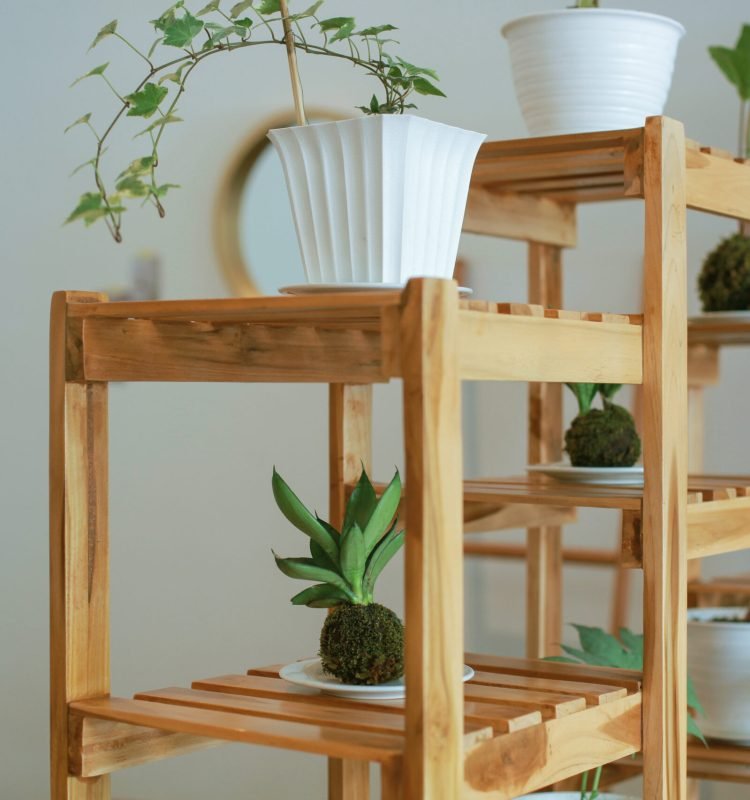 pot-plant-for-home-decoration-2026-03-17-14-48-15-utc